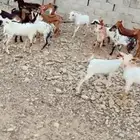 تيوس وعنقان محايل عسير