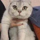 قط سكوتش فولد شورت هير للبيع