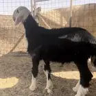 فحل نجدي صن ف الصنف ومميز جدا