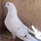 حمام باكستاني
