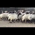غنم نعيم صنف