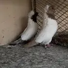 جوز سوداني