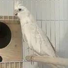 انثى كروان من النوادر تصنيف قوي