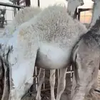 حشو للبيع فواخر على حليب الأعمار 5 شهور 4 شهور