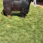 للبيع فحل عارضي كفو ومنتج تم البيع