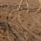 رحول حمرا طوع