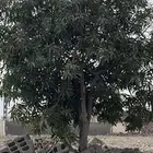 شجرة مانجو مشاء الله مثمره تقريبا العمر اكثر من 15سنه