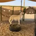 مشروع فحل حري صنف