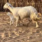 حريه كفو تحتها خروف ثنيه وادي الدواسر