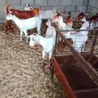 جفار جنوبيات