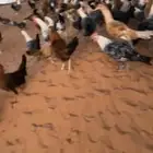 دجاج للبيع في القاعد