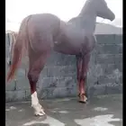 خيل