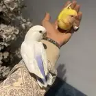 روز اليف