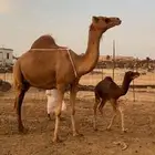 خلفه بكر اول بطن علاج (تم البيع)
