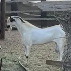 معزاء بيشيات فواخر