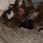 دجاج بلدي
