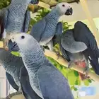 فروخ كاسكو