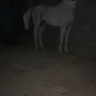 فرس شعبيه كفو للبيع