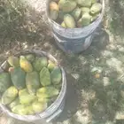 برشوم بالطلب سطول