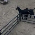 تيوس لبانيه