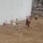 دجاج بلدي شرط