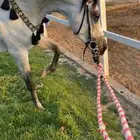 تدريب ركوب الخيل (كر وفر ومواكبه)