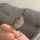 ياسمين اليف تغريد