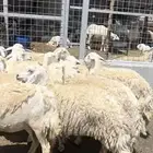 غنم حرش صنف