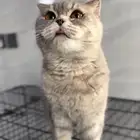 انثى سكوتش بلو قولدن