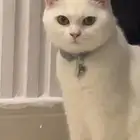 قطه سكوتش استريت تبني