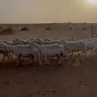 غنم حريات للبيع