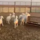المدينه المنوره   الصويدره