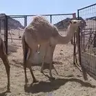 بكره بنت اليزر