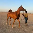 للبيع فرس لقاح ثقيل