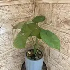 نبتة سنجونيوم