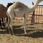 قعدان قصب