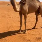 بكرة حمراء حقة