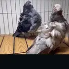 كشكش رديوس