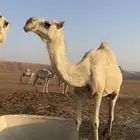 ضروبة كفو