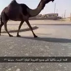 عرض متلي قريب مجهم