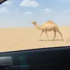 للبيع بكره شقحاء