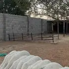 رخال حريات