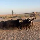معزا عوارض 18 بالفحل مراح خوات بنات بعض
