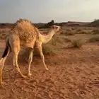 قعود طيب