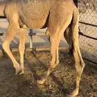 للبيع قعود مفرود مسحوب من امه