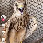 مطلوب شرياص او باشق او شبوط