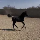 مهر للبيع اقبل معاريض غير الخيل