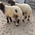 هرافا نعيم