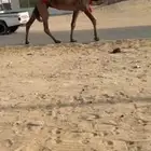 عشرا صفرا نادره معزول ولدها