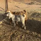 عنز عارضيه